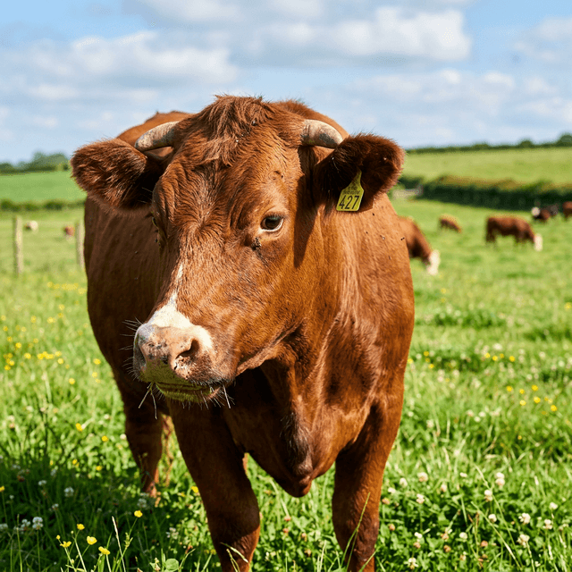 Livestock Products